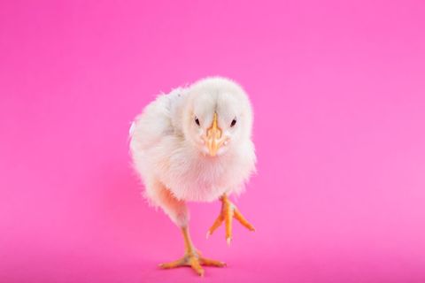 Adorable baby chick on vibrant pink background
