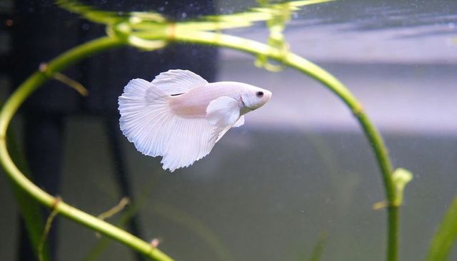 White halfmoon betta swimming with delicate fins among curving plant stems in home aquarium
