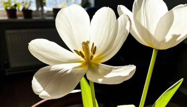 Sunlit backlit white tulip bloom with yellow center on indoor windowsill macro close-up
