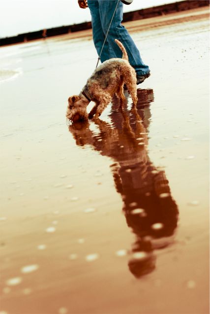 Man Walking Dog on Beach with Reflection in Water - Download Free Stock Photos Pikwizard.com