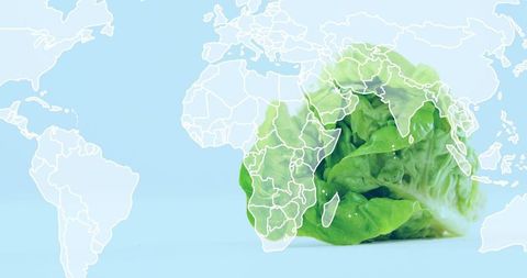 Green lettuce over world map illustrating global agriculture, sustainability, fresh food