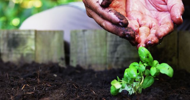 Hands gently planting basil seedlings in rich soil outdoors. Useful for topics related to gardening, sustainable living, environmental care, organic farming, nurturing plant growth, and outdoor activities. Could illustrate articles or advertisements about gardening tips, plant care products, and eco-friendly lifestyles.