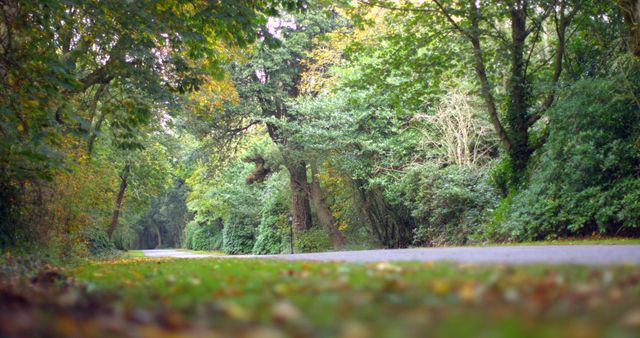 Forest road winding through vibrant autumn foliage, perfect for nature-themed projects, travel advertisements, outdoor activities, and environmental campaigns focusing on the beauty and tranquility of nature.