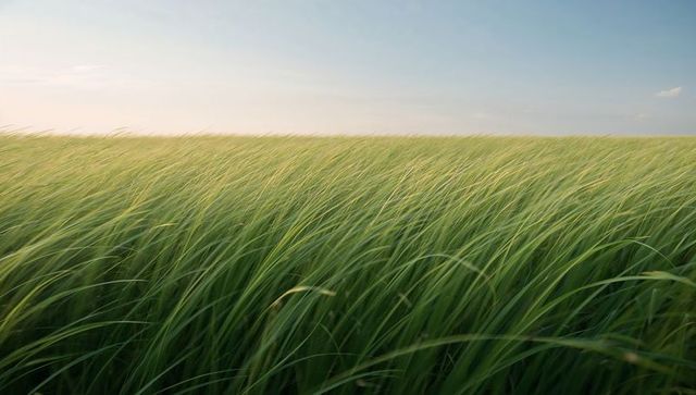 Swaying Tall Green Grass Rolling in Wind Across Open Meadow at Golden Hour