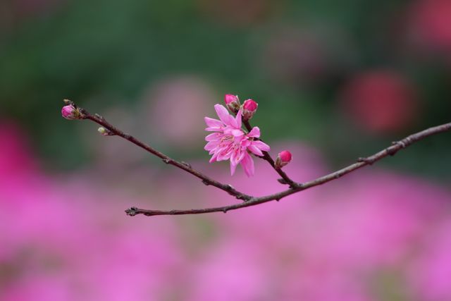 Close-up of Branch with Pink Flower Blossoms in Spring - Download Free Stock Photos Pikwizard.com