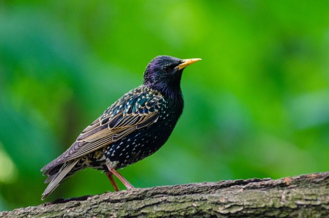 Colorful Starling Bird Perched on Tree Branch in Green Forest - Download Free Stock Photos Pikwizard.com