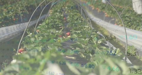 Strawberry Rows in Polytunnel with Data Overlay Showing Precision Agriculture and Yield Analytics