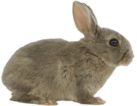 transparent side view of cute brown rabbit sitting - Download Free Stock Videos Pikwizard.com