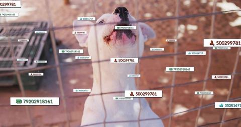 White dog pressing face against wire fence panting with digital id tags overlaying