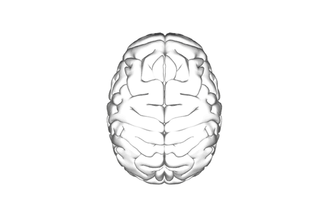 transparent human brain digital rendering on clear background - Download Free Stock Videos Pikwizard.com