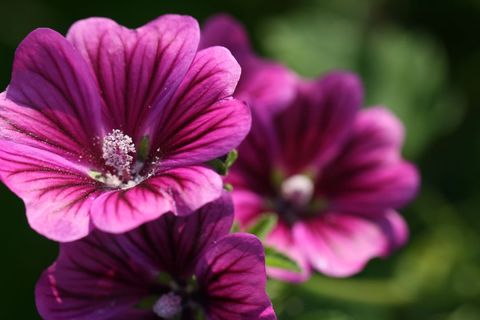 Vibrant magenta mallow blossoms blooming with visible pollen and delicate veining