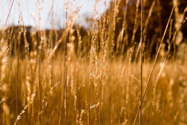 Golden Wheat Field in Warm Evening Sunlight - Download Free Stock Photos Pikwizard.com