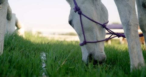 Close-Up Horse Grazing in Lush Green Pasture