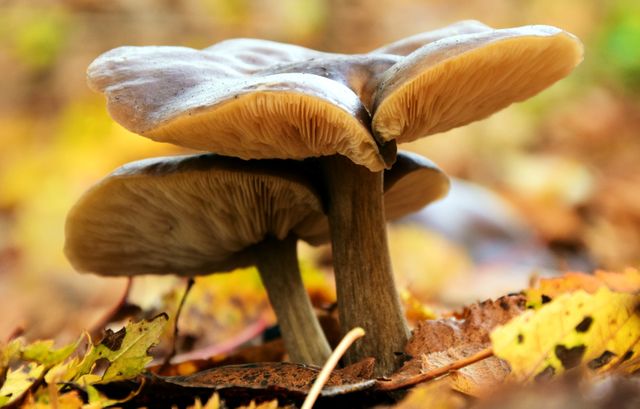 Close-up of Mushroom Growing Outdoors - Download Free Stock Photos Pikwizard.com