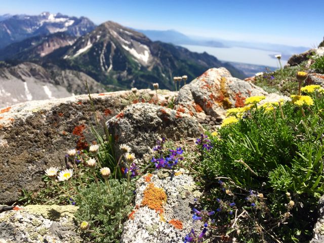 Alpine wildflowers growing amongst rocky terrain in high mountains showcase vibrant colors in natural landscape. Ideal for nature-themed projects, outdoor adventure articles, travel blogs, and environmental conservation efforts.