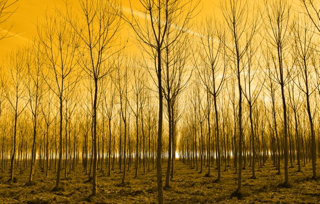 Golden forest with bare trees creating choreographic pattern under sunlight. Ideal for nature themes, backgrounds, landscape artwork, and environmental projects emphasizing tranquility and serenity.