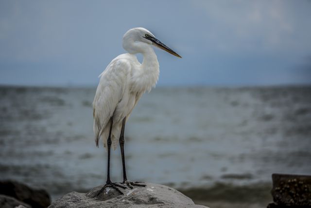 Beach egret gulf of mexico white bird - Download Free Stock Photos Pikwizard.com