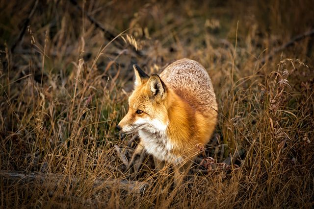 Red Fox Exploring Autumn Field in Golden Hour - Download Free Stock Photos Pikwizard.com
