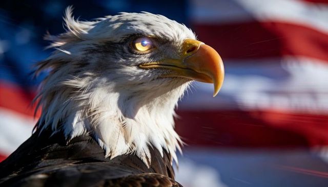 Bald eagle gazing with sunlit golden eye and ruffled feathers, american flag backdrop