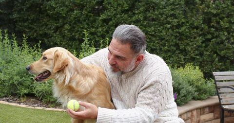 Senior Man Playing with Golden Retriever in Backyard Holding Tennis Ball, Pet Companionship