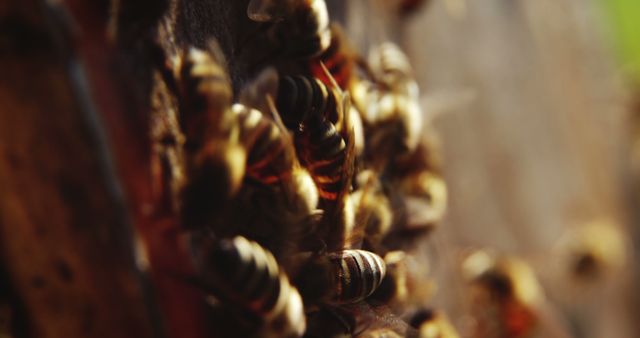 Close-up of honey bee frames covered with bees in apiary - Download Free Stock Photos Pikwizard.com