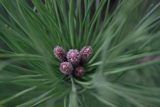 Capturing details of newly forming pine cones and their intricate textures among the green needles. Perfect for nature-themed blogs, botanical studies, educational materials, and decorative prints.