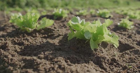 Fresh Lettuce Seedling Growing in Outdoor Vegetable Garden