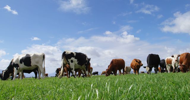 This scenic image shows a herd of cows grazing on lush green pasture under a clear blue sky. Ideal for use in agricultural content, farming industry publications, rural life promotions, countryside travel brochures, and nature-inspired themes.
