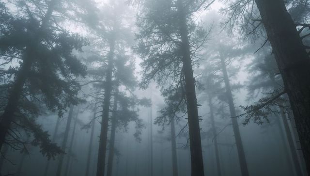 Misty Pine Forest with Towering Conifers, Foggy Canopy and Moody Silhouetted Trees