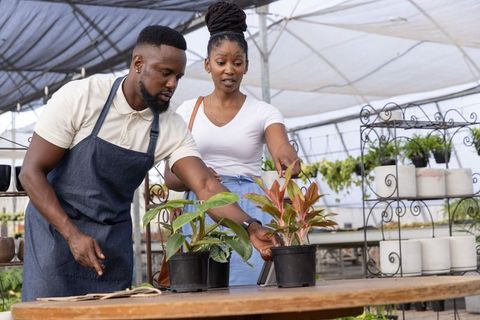 African american nursery owner assisting customer selecting potted houseplants in greenhouse