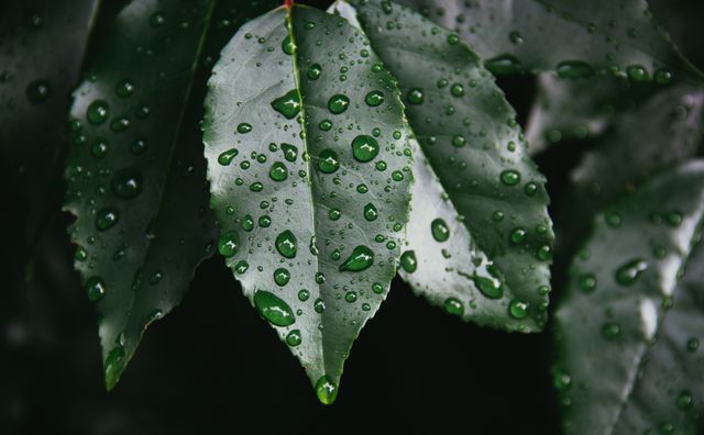 Close up of water droplets on green leaves. Nature and ecology concept