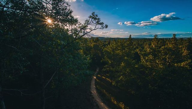 Winding dirt trail carving through dense forest canopy during golden hour with sunburst