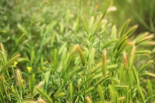 Close-up of lush green grass with dew drops. Photo highlights the freshness and vitality of nature. Suitable for projects related to gardening, nature conservation, environmental campaigns, backgrounds, wallpapers, and nature-themed articles.
