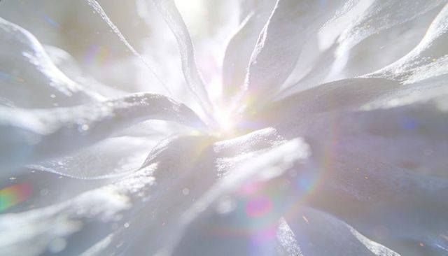 Glowing white blossom macro with dew-kissed petals, backlit bokeh and ethereal lens flare