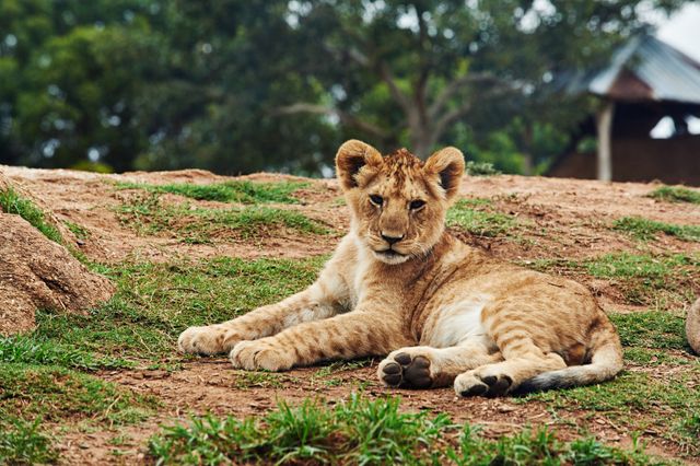 Young Lion Cub Resting on Grassy Hill in Natural Habitat - Download Free Stock Photos Pikwizard.com