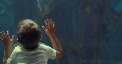 Curious Boy Watching Marine Life in Aquarium - Download Free Stock Images Pikwizard.com