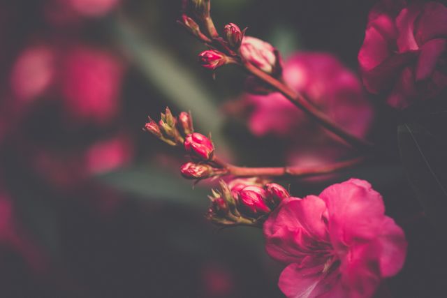 Image of pink flowers and developing buds. Flowers bring a soft, dreamy aesthetic with a dark background that enhances focus on the vibrant colors. Ideal for use in nature blogs, gardening websites, flower arrangement promotions, or decor inspiration boards.