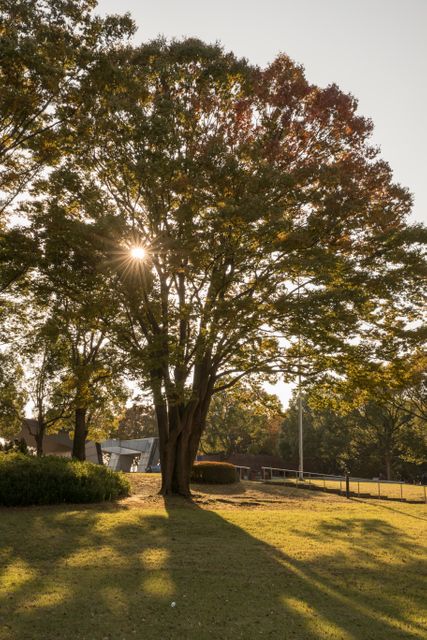 Sunset light filtering through large tree in quiet park evokes calm and tranquility, ideal for nature enthusiasts. Perfect for promoting outdoor activities, nature retreats, peaceful mindsets, and eco-friendly initiatives.
