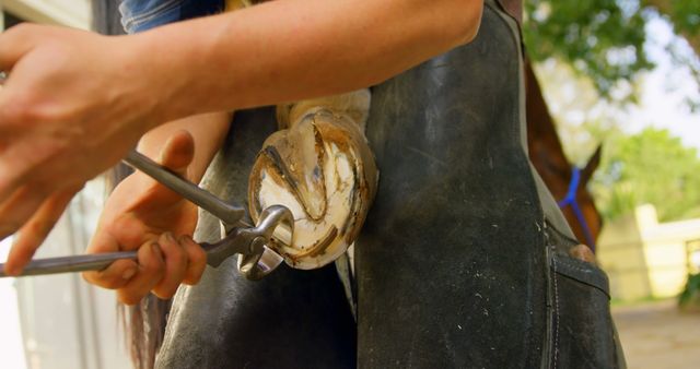 Farrier is performing hoof maintenance on a horse, demonstrating skilled equine care. Useful for depicting rural lifestyles, veterinary activities, and animal husbandry. Ideal for articles on equine health, farrier techniques, or rural occupations.