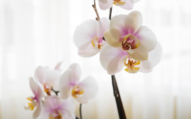 Elegant Pink and White Orchids Blooming Indoors - Download Free Stock Photos Pikwizard.com