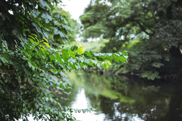 Tree branch with green leaves overhanging a calm river with reflections of surrounding trees. Ideal for nature-themed projects, environmental campaigns, travel brochures, and relaxation content.