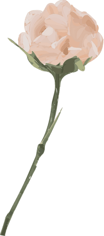 Elegant peach bloom with green stem on transparent background