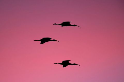 Three Birds Silhouetted Against Pink Sky During Flight
