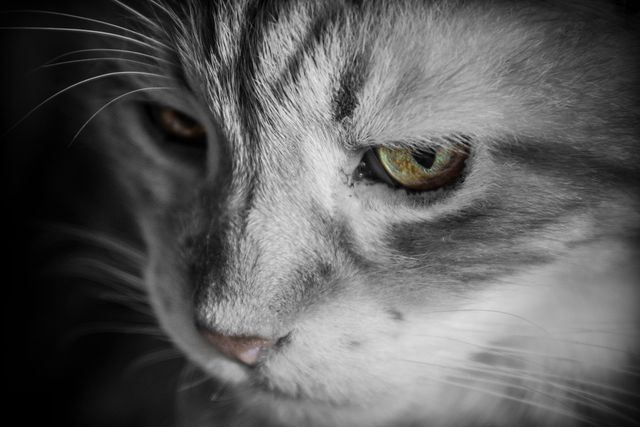 Close-up image of a gray tabby cat focusing into the distance with its green eyes showing an intense look. Perfect for use in pet-themed articles, animal behavior studies, and decorative wall art or photography collections focusing on domestic animals.