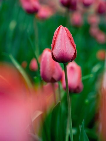 Pink tulip with raindrops standing tall in wet spring garden with soft bokeh close-up