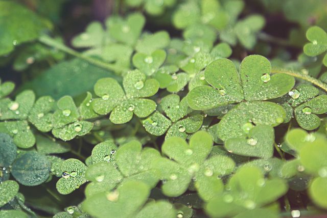 Morning dew adorning fresh green clover leaves in a natural outdoor setting. Ideal for nature-themed projects, gardening blogs, environmental awareness campaigns, or backgrounds and wallpapers illustrating the beauty of natural greenery.