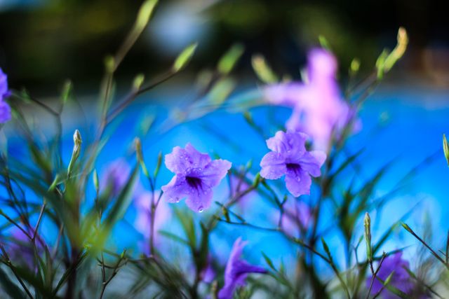Purple Petunias on a Bright Blue Background - Download Free Stock Photos Pikwizard.com