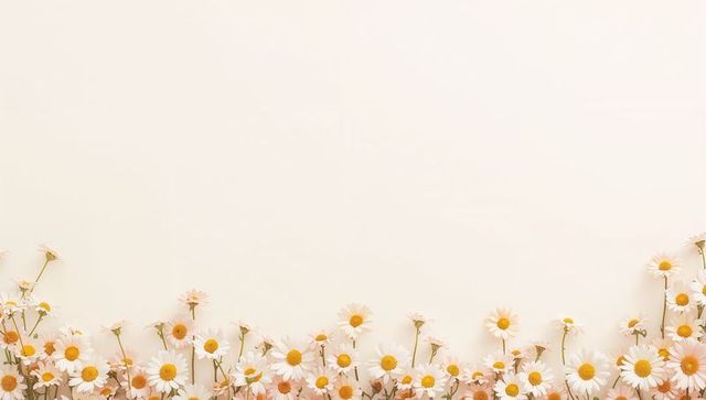 Row of daisies forming delicate floral border on pale cream background for spring designs