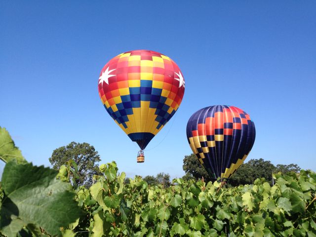 View of two colorful hot air balloons with star patterns flying over lush green vineyards. Bright blue sky enhances the lively atmosphere. Perfect for themes of adventure, travel, leisure activities, and outdoor experiences. Useful for tourism promotions, travel blogs, and adventure publications.