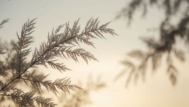 Feathery frond silhouette against soft pastel sunrise and gentle bokeh